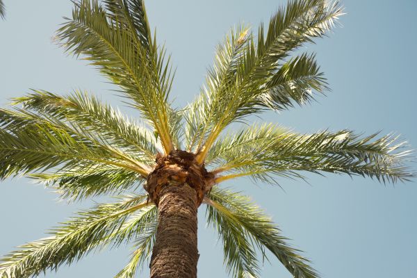 Palm Tree Pruning in Provo