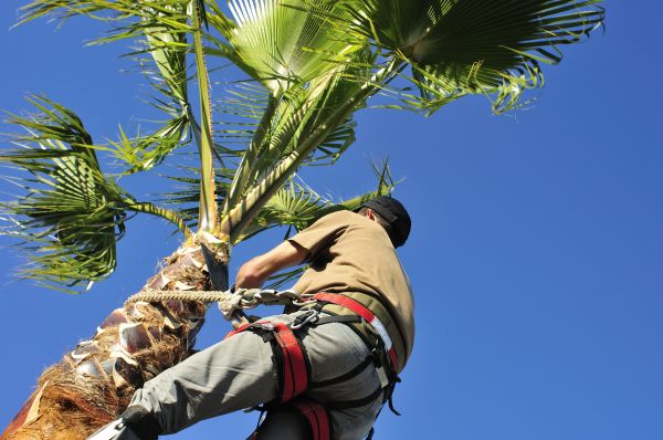Palm Tree Trimming in Provo
