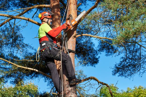 Tree Service in Provo