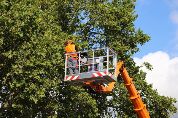Commercial Tree Service in Provo