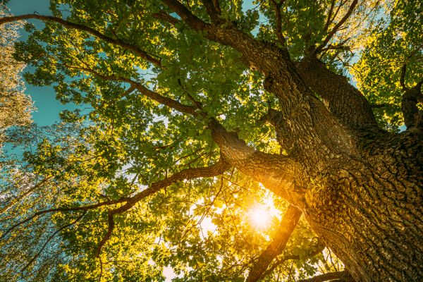 Cost of Oak Tree Pruning in Provo