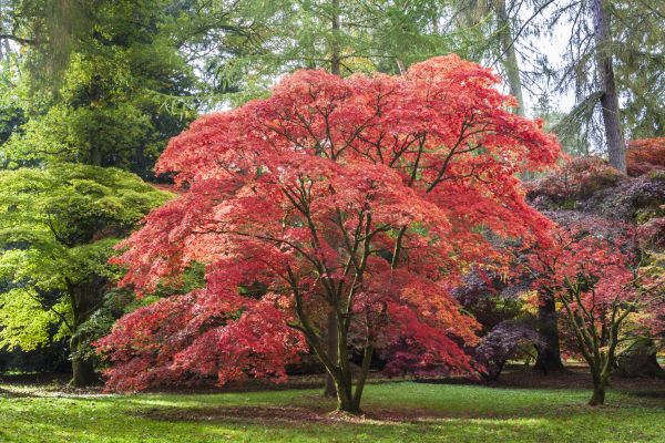 Japanese Maple Pruning in Provo