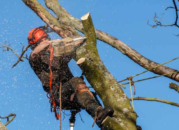 Tree Trimming Service in Provo