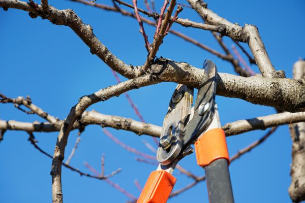 Tree Pruning in Provo