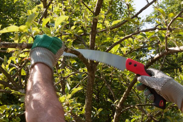 Apple Tree Trimming in Provo